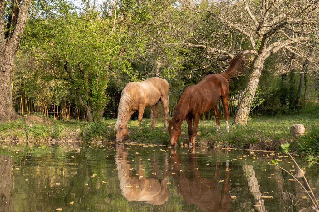Promenade à cheval, balade à cheval à Ganges dans les Cévennes (34 Hérault)
