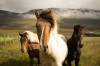 Thérapie assistée par les chevaux à Ganges dans l&#039;Hérault(34)